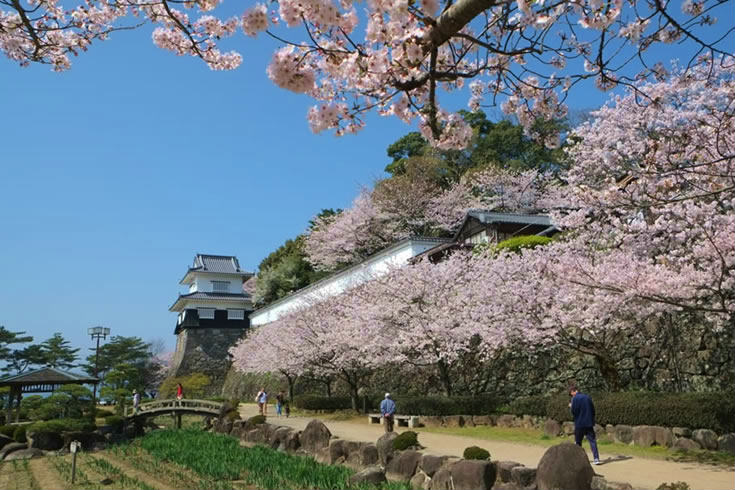 長崎県 夜桜 ライトアップがある花見スポット９選 ながさーち 長崎のウェブ情報メディア