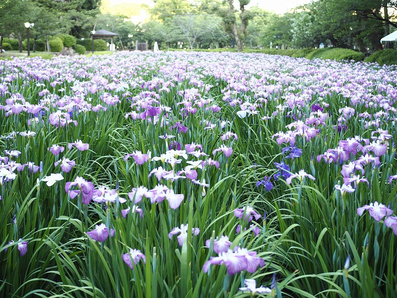 6 2大村公園の花菖蒲が満開なう 花菖蒲まつりは明日開催 ながさーち 長崎の観光スポット グルメ イベント情報など