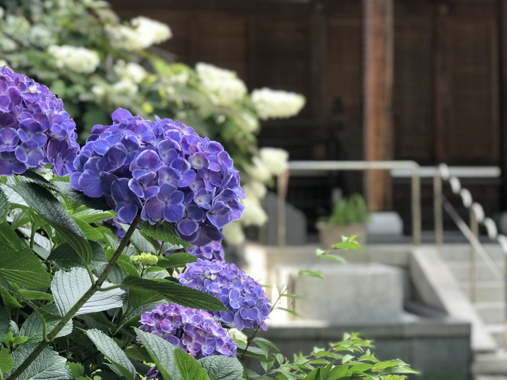 紫陽花|光永寺
